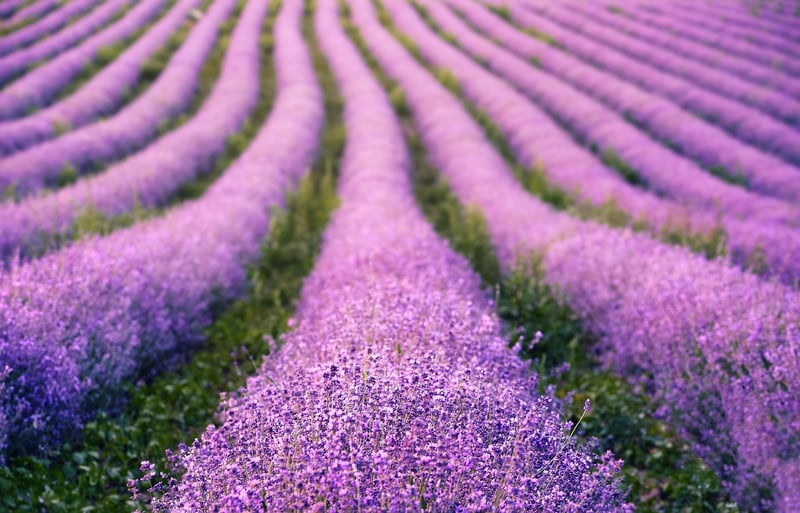 Aromatherapy